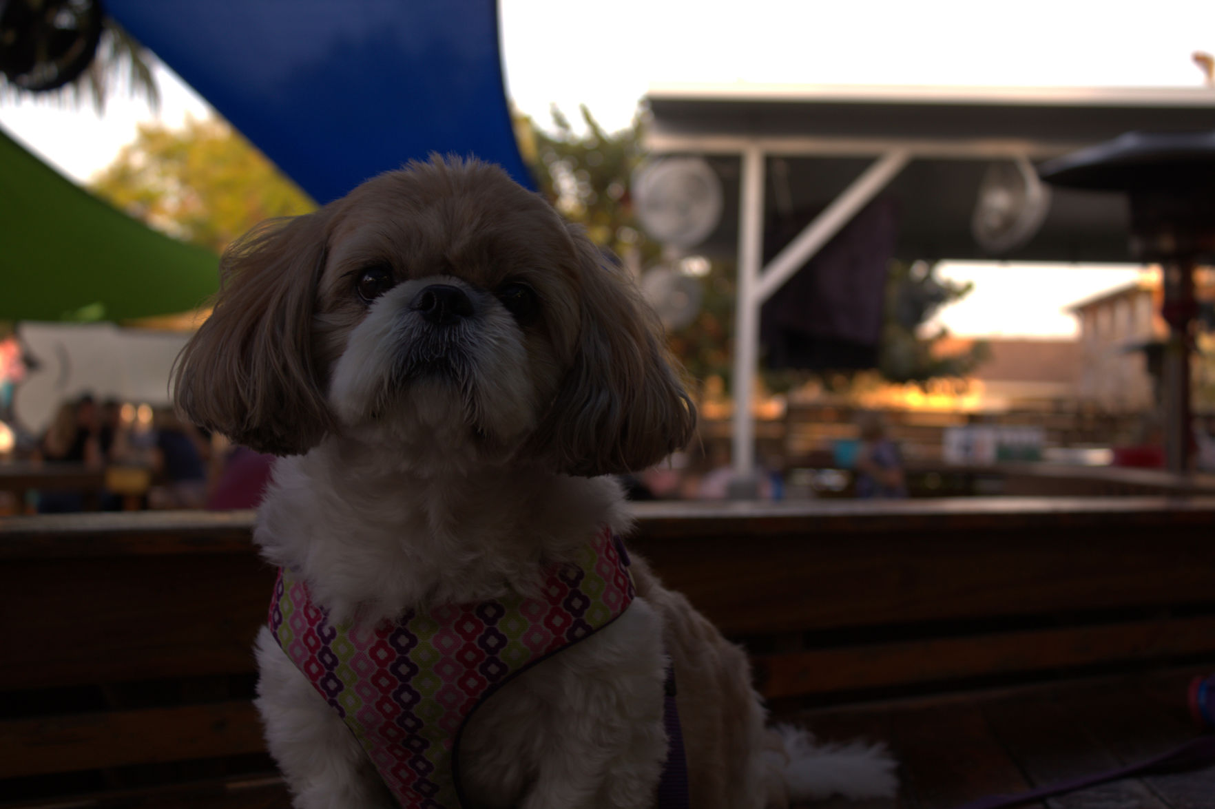 Dog Bar Gabby